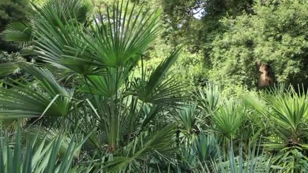 Chamaerops humilis, по-разному называемая европейской веерной пальмой или средиземноморской карликовой пальмой . — стоковое видео