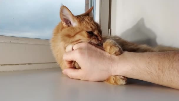창문에서 귀엽게 생강 고양이 랑노는 남자. 손을 물고 있는 푹신 한 애완 동물. 화창 한 날, 아늑 한 집에서. — 비디오