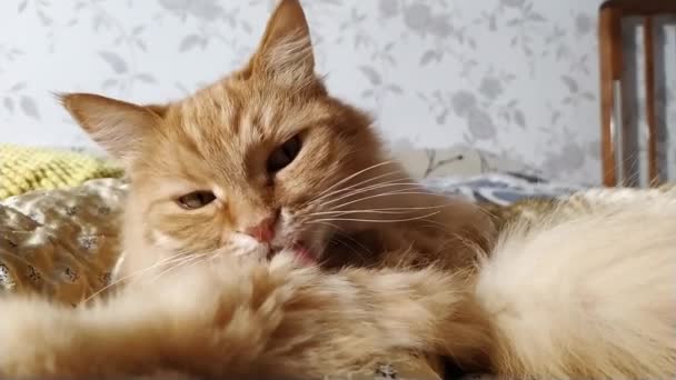 Lindo gato jengibre lamiendo en manta beige. Mascota esponjosa en casa acogedora . — Vídeos de Stock