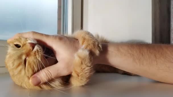 Mann spielt mit süßer Ingwerkatze auf Fensterbank. flauschiges Haustier beißt seine Hand. sonniger Tag im gemütlichen Zuhause. — Stockvideo