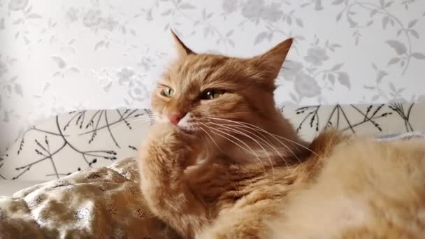 Ginger bonito gato lambendo no cobertor bege. Pet fofo em casa aconchegante . — Vídeo de Stock