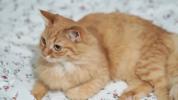 Süße Ingwerkatze im Bett liegend. Frau streichelt ihr flauschiges Haustier. Schlafenszeit im gemütlichen Zuhause. — Stockvideo