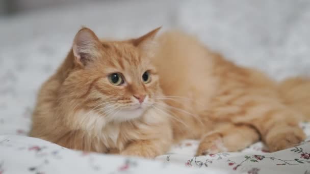 Cute ginger cat lying in bed. Woman stroking her fluffy pet. Bedtime in cozy home. — Stock Video
