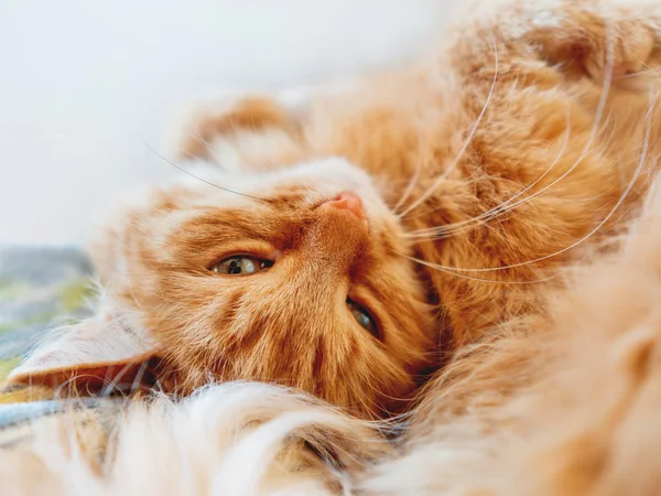 Il simpatico gatto zenzero sta sonnecchiando. Foto da vicino del viso soffice animale domestico. L'animale domestico sta fissando con la telecamera. Macro foto dell'occhio e del naso del gatto . — Foto Stock