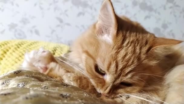 Lindo gato jengibre lamiendo en manta beige. Mascota esponjosa en casa acogedora . — Vídeos de Stock