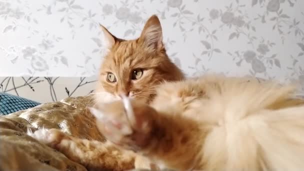 Ginger bonito gato lambendo no cobertor bege. Pet fofo em casa aconchegante . — Vídeo de Stock