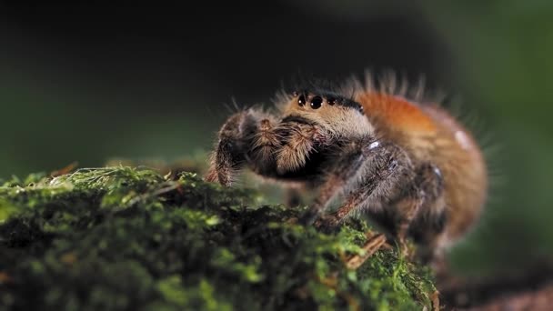 Phidippus regius, eller kunglig hoppande spindel, Närbild porträtt av spindel. Långsamma rörelser. — Stockvideo