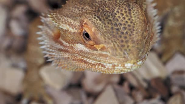 Lézards agama ou dragon. Gros plan portrait de lézard. Mouvement lent . — Video