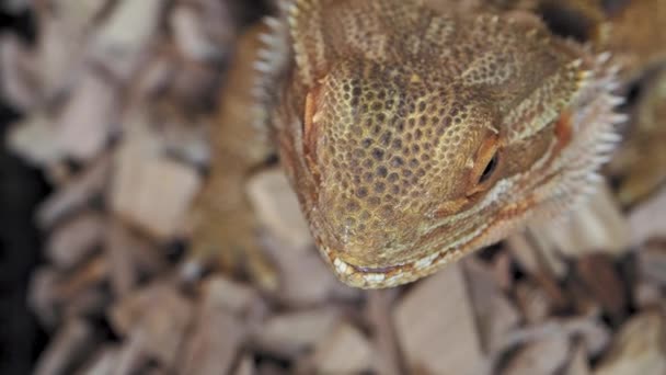 Lézards agama ou dragon. Gros plan portrait de lézard. Mouvement lent . — Video