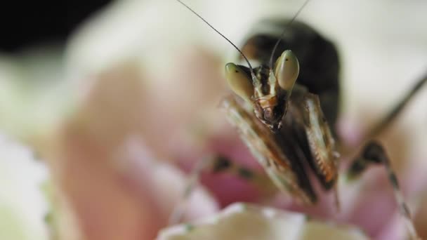 Creobroter meleagris mantis sitting on pink flower. — Stockvideo