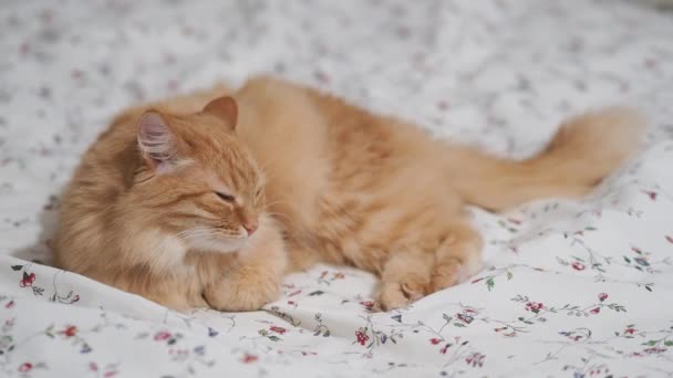 Frumoasă pisică de ghimbir întinsă în pat. Animale de companie pufoase în casă confortabilă . — Videoclip de stoc