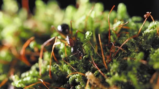 Macro beelden van mieren, eusociaal insect. Langzame beweging. — Stockvideo