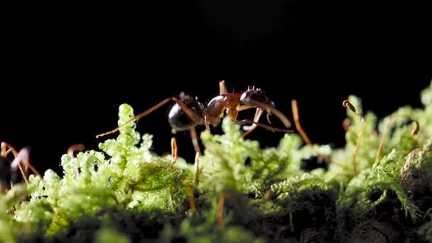 Macro footage of ants, eusocial insect. Slow motion. — Stockvideo