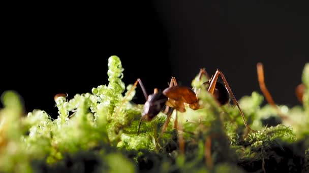 Макросъемка муравьёв, эусоциальное насекомое. Медленное движение . — стоковое видео
