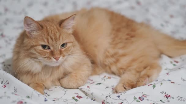 Gato de gengibre bonito deitado na cama. Pet fofo em casa aconchegante . — Vídeo de Stock