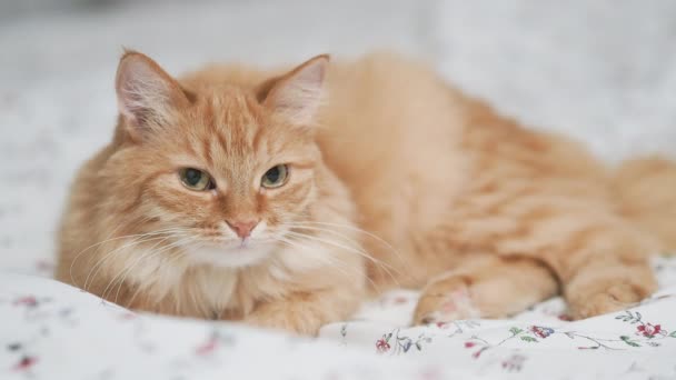 Süße Ingwerkatze im Bett liegend. flauschiges Haustier im kuscheligen Zuhause. — Stockvideo