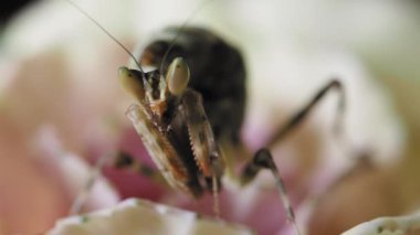 Creobroter meleagris peygamber devesi pembe çiçeğin üzerinde oturuyor.