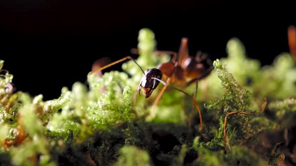 Imágenes macro de hormigas, insectos eusociales. Movimiento lento . — Vídeo de stock