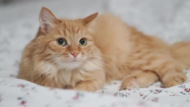 Cute ginger cat lying in bed. Fluffy pet in cozy home. — Stock Video