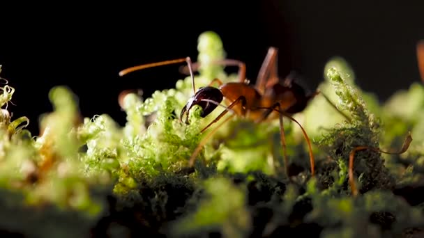 Macro footage of ants, eusocial insect. Slow motion. — Stock Video