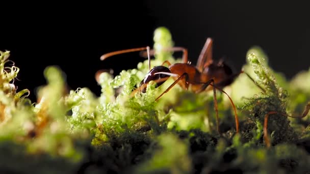 Macro filmagem de formigas, inseto eussocial. Movimento lento . — Vídeo de Stock