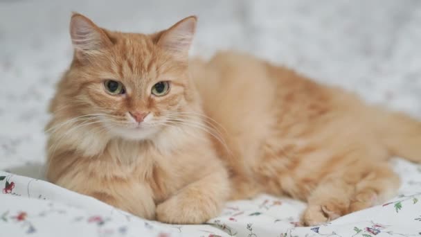 Słodki rudy kot leżący w łóżku. Puszyste zwierzę w przytulnym domu. — Wideo stockowe