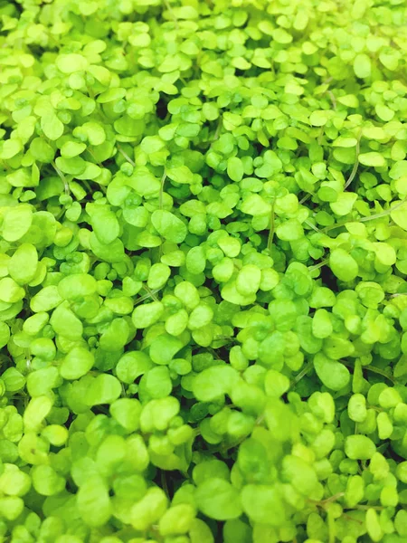 Groddar av basilika. Naturlig bakgrund med färska gröna blad. — Stockfoto