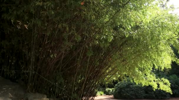 Madake, bambú de madera gigante o bambú de madera japonés. Phyllostachys viridi-glaucescens Carr. Riv. . — Vídeos de Stock