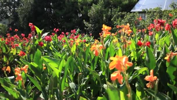 Цвіте квіти ірису. Квіткова клумба з різнокольоровими пелюстками . — стокове відео