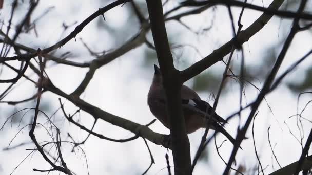 Euraziatische gaai Garrulus glandarius zit op boomtak in winterbos. — Stockvideo