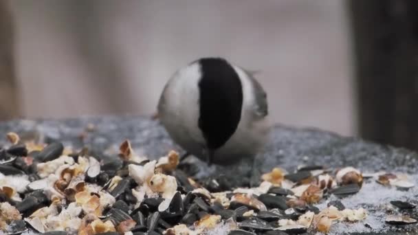 Chickadee está comiendo semillas y frutos secos del comedero en el bosque de invierno . — Vídeo de stock