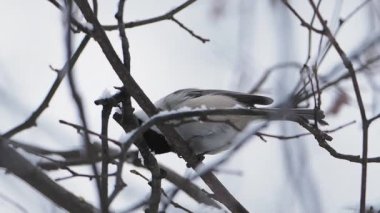Chickadee kış ormanındaki ağaç dalında oturuyor..