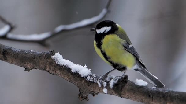 Kohlmeise Parus major sitzt auf Ast im Winterwald. — Stockvideo