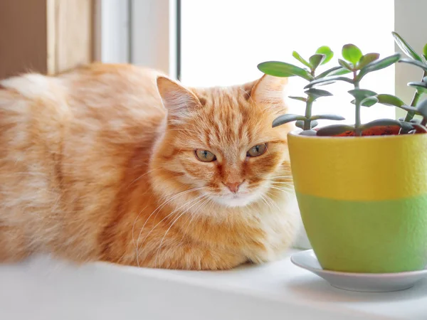 Söt ingefära katt ligger på fönsterbrädan nära blomkrukor med krassel växt. Fluffigt husdjur stirrar märkligt. Mysigt hem med saftiga växter. — Stockfoto