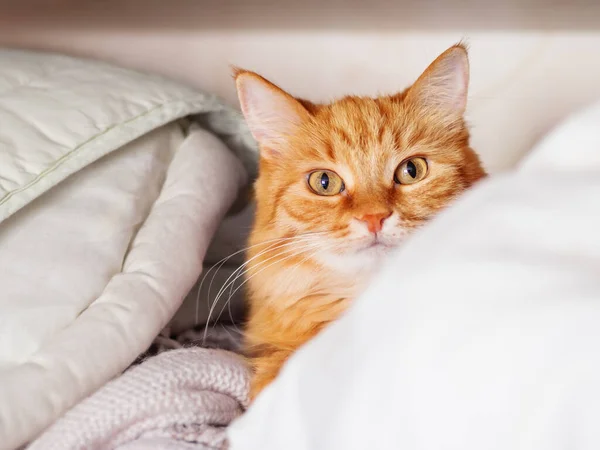 Mignon chat roux est couché sur une pile de vêtements. animal pelucheux dort sur l'étagère dans la garde-robe . — Photo