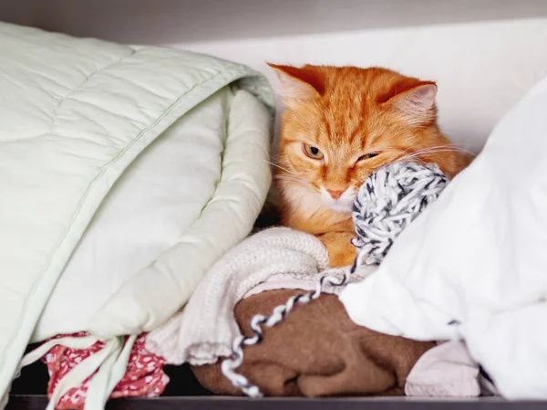 Lindo gato jengibre duerme en una pila de ropa. Fluffy mascota está dormitando en el estante en el armario . — Foto de Stock