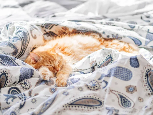 Süße Ingwerkatze, die im Bett schläft. flauschiges Haustier im gemütlichen heimischen Hintergrund. — Stockfoto