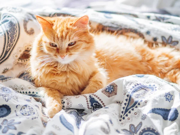 Gato de gengibre bonito deitado na cama. O animal de estimação fofo olha curiosamente. Aconchegante casa fundo . — Fotografia de Stock