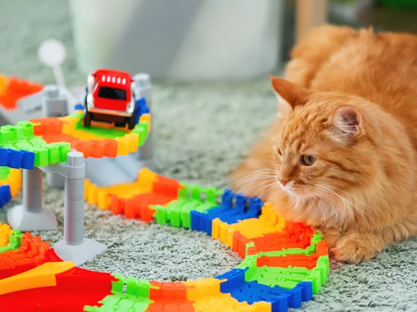 Симпатичный рыжий кот, лежащий рядом с игрушечным автомобилем. Пушистый питомец в детской комнате. Уютный дом . — стоковое фото