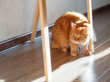 Cute ginger cat is hiding under easel with wooden legs. Fluffy pet is staring from floor. Scared and puzzled domestic animal.