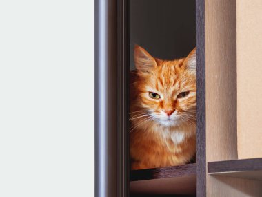 Cute ginger cat is hiding on shelf inside wardrobe. Fluffy pet is staring through half-open door. Curious domestic animal.