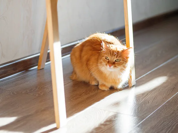 Söt ingefära katt gömmer sig under staffli med träben. Fluffigt husdjur stirrar från golvet. Förbryllat husdjur. — Stockfoto