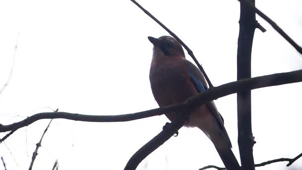 Eurázsiai jay Garrulus glandarius ül faágon a téli erdőben. — Stock videók