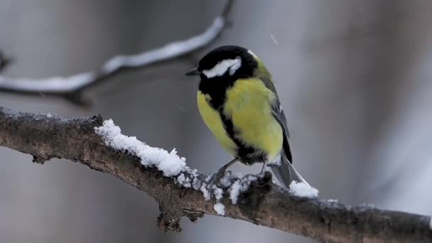 Great tit Parus major is sitting on tree branch in winter forest. — Stock Video