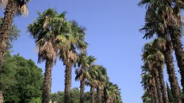 Allee von Palmen auf klarem blauen Himmel Hintergrund. — Stockvideo