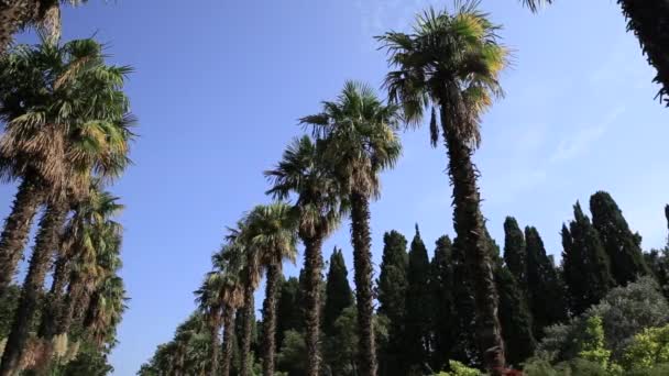 Açık mavi gökyüzü arkaplanındaki palmiyeler sokağı. — Stok video
