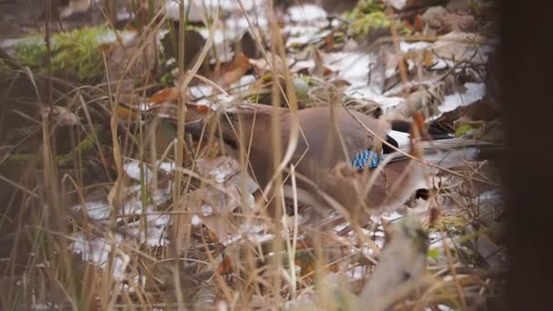 Евразийский сойка Garrulus glandarius ищет пищу под опавшими листьями и снегом . — стоковое видео