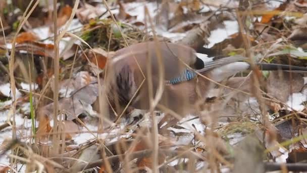 Eurasian jay Garrulus glandarius is searching food under fallen leaves and snow. — Stock Video
