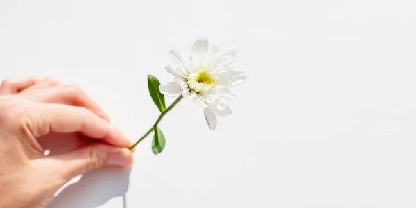 Vue de dessus à portée de main avec fleur de chrysanthème. Fond plat avec espace de copie . — Photo