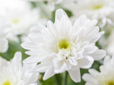 Macro photo of chrysanthemum flowers on window sill. Sunny morning in cozy home.